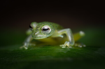 Portrait of a speckled glass frog (Teratohyla(Cochranella) pulverata), Costa Rica