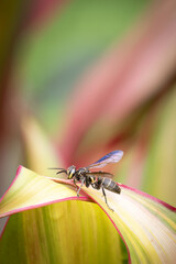 Polybia wasp (polybia sp.), Costa Rica