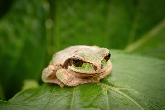 Close-up of a masked tree frog (Smilisca phaeota), Costa Rica
