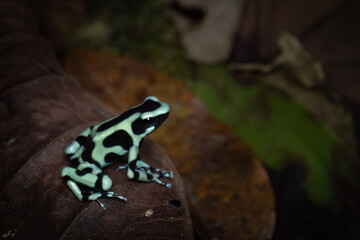 Portrait of a green poison frog (dendrobates auratus) on a leaf in the rainforest, Costa Rica
