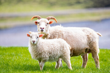 Icelandic sheep with lambs grazing on a green meadow in the Icelandic countryside