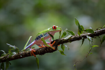 Red -eyed leaf frog (Agalychnis callidryas) on a branch, Costa Rica