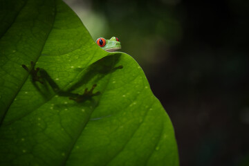 Red-eyed tree frog (Agalychnis callidryas) on a leaf, Costa Rica
