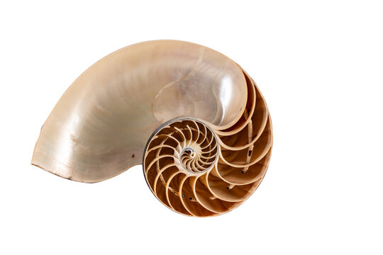 Macro photography of a nautilus shell cut in half, an ancient pelagic marine mollusc of the cephalopod family Nautilidae. isolated on white background with space for text