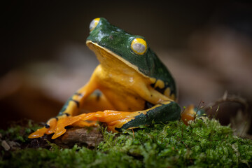 Portrait of a splendid leaf frog (Cruziohyla calcarifer), Costa Rica
