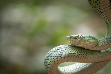 Close up of a green palm viper (bothriechis lateralis), Costa Rica