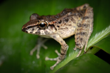 Common rain frog (Craugastor fitzingeri) portrait, Costa Rica