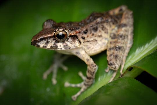 Common rain frog (Craugastor fitzingeri) portrait, Costa Rica