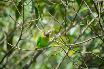 Brown-hooded Parrot (Pyrilia haematotis), Costa Rica 
