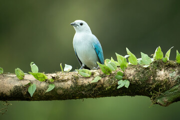 Obraz premium Blue-gray tanager (Thraupis episcopus), Costa Rica