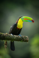 Perched keel-billed toucan (Ramphastos sulfuratus), Costa Rica