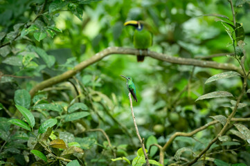 Portrait of a perched Green crowned brilliant hummingbird (Heliodoxa jacula) with an Emerald toucanet (Aulacorhynchus prasinus) in the back, Costa Rica