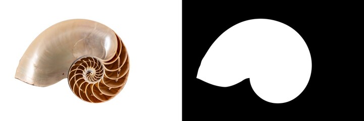 Obraz premium Macro photography of a nautilus shell cut in half, an ancient pelagic marine mollusc of the cephalopod family Nautilidae. isolated on white background with clipping mask and path and space for text