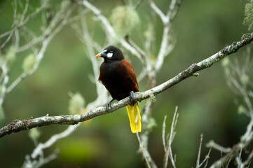 Montenzuma oropendola (Psarocolius montezuma) on a perch, Costa Rica