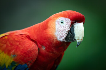 Portrait of a scarlet macaw (Ara macao), Costa Rica