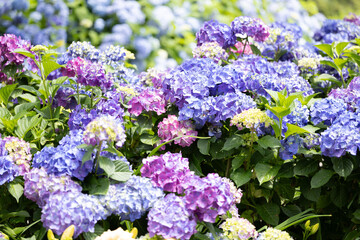 Blooming Hydrangea