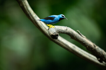 Shining honeycreeper (Cyanerpes lucidus) on a perch, Costa Rica