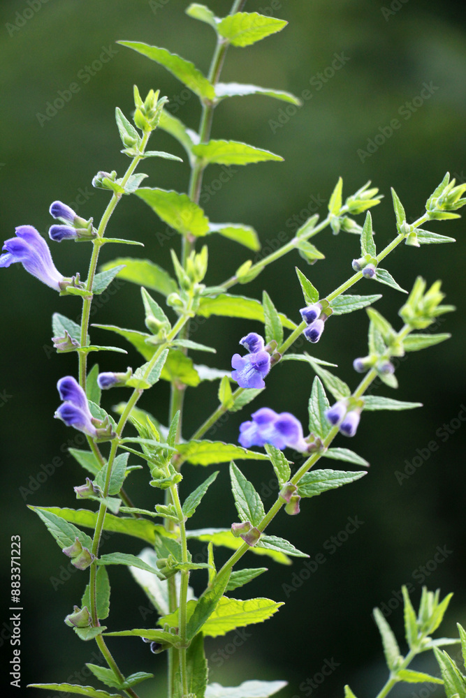 Poster scutellaria galericulata grows in the wild