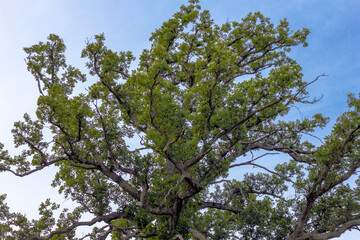 Fototapeta premium Tall Tree with Very Long Branches, Glacier Ridge Metro Park, Dublin, Ohio