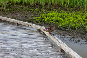 Fototapeta premium Ducks, Glacier Ridge Metro Park, Dublin, Ohio