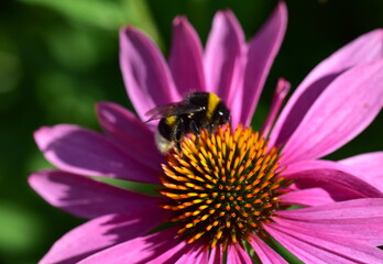 Hummel auf einem Purpurroten Scheinsonnenhut