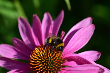 Hummel auf einem Purpurroten Scheinsonnenhut