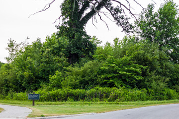 Tall Tree with Very Long Branches, Glacier Ridge Metro Park, Dublin, Ohio