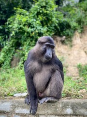 Wild Endemic Sulawesi Monkeys in a Coffee Plantation Forest.