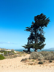 Landscapes and trails for hiking through the California coast. Bushes and flowers of the West Coast nature in front of the lightly cloud skies. Lone trees create lovely shades on the hiking trails.