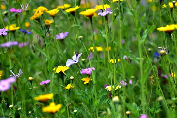 Blumenwiese als Lebensraum für Bienen und Insekten