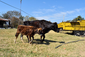Two cows are standing in a field next to a yellow truck. The cows are black and brown in color in Jalisco