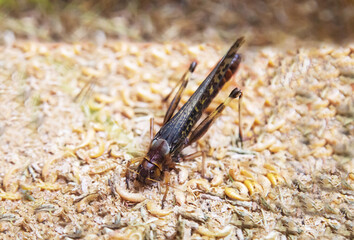 A giant brown locust sitting in a pile of larvae. Wildlife fauna insects.