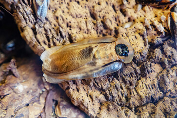 A giant cockroach sitting on the bark of a tree. Wildlife fauna insects.