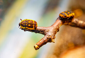 Insects are three-spotted bronze and African with beautiful yellow spots sitting on a tree branch. Wildlife fauna insects.