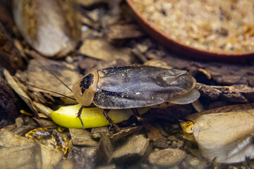 An Archimandrite cockroach sitting on dry leaves with a yellow piece of banana. Wildlife fauna insects.
