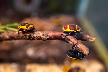 Insects are three-spotted bronze and African with beautiful yellow spots sitting on a tree branch. Wildlife fauna insects.