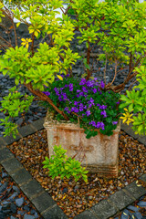 flowers in a garden pot