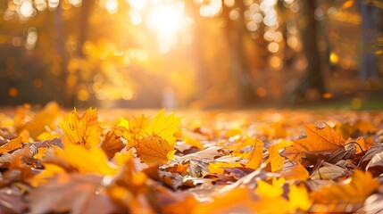 Warm Autumn Sunset in a Peaceful Forest