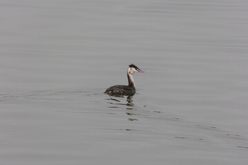 A great crested grebe in the water of Lake Mandicho near Mering