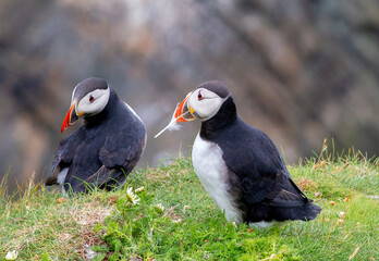 Cute and colourful Puffins at the Submurgh Head on Shetland Islands, Scotland