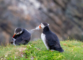 Cute and colourful Puffins at the Submurgh Head on Shetland Islands, Scotland
