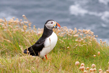 Cute and colourful Puffins at the Submurgh Head on Shetland Islands, Scotland