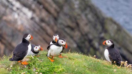 Cute and colourful Puffins at the Submurgh Head on Shetland Islands, Scotland