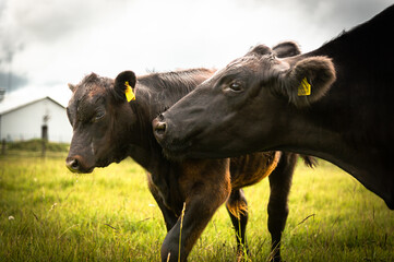 cow and calf cute 