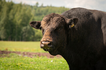 black angus muddy bull portrait