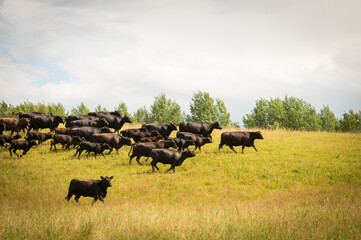 black angus herd of cows in the field running