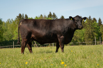 Black angus cow standing on grassland