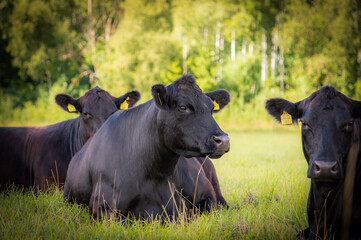 Black angus cow laying down