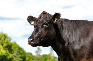 black angus heifer cow portrait