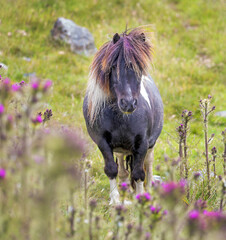 Cute and wild Shetland pony roaming the Shetland islands, Scotland